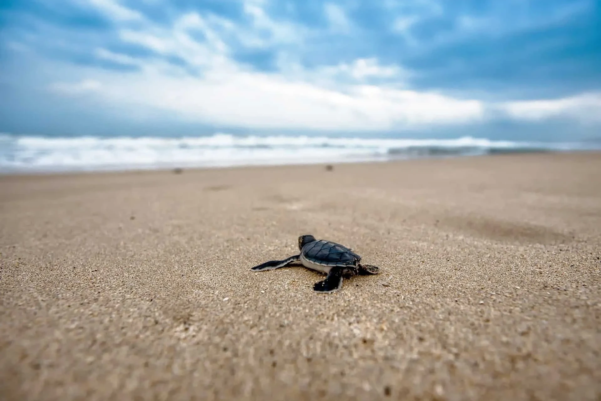 Turtle hatchery in Bentota