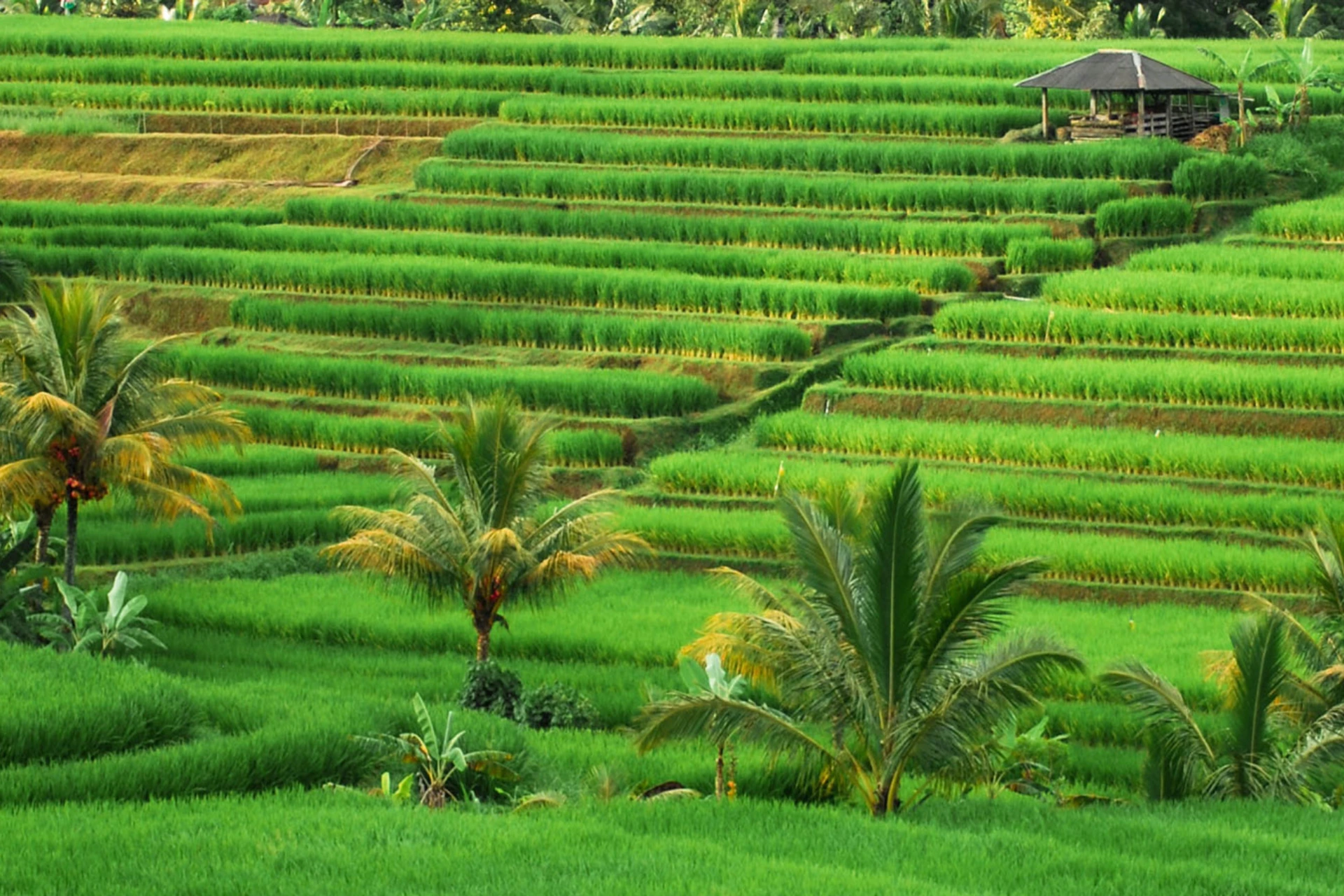 Jatiluwih Rice Terraces, Waterfalls & Hot Springs