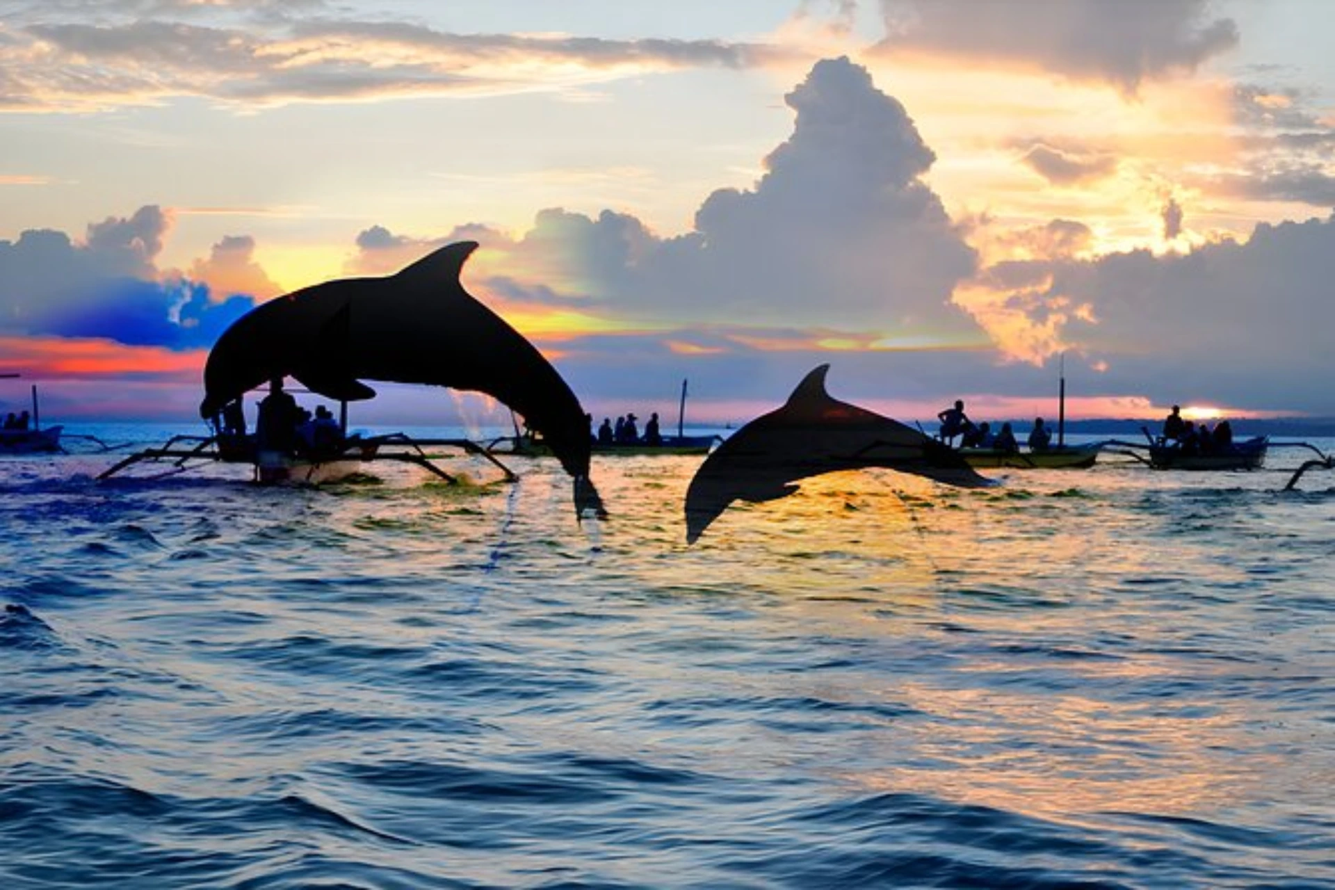 dolphines